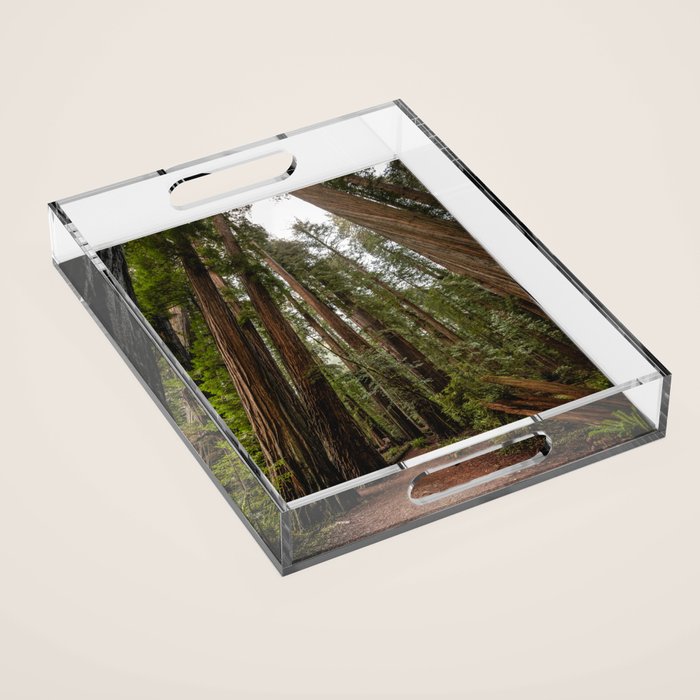Redwood Forest Adventure VII - Nature Photography Acrylic Tray Gallery Image 1