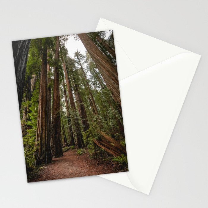 Redwood Forest Adventure VII - Nature Photography Stationery Card Gallery Image 2