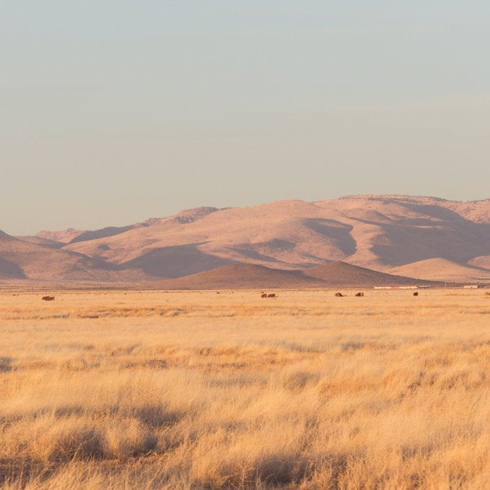 Home on the Range II Coffee Mug Gallery Image 2
