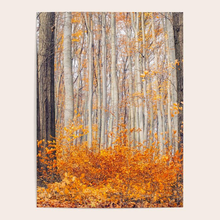 orange autumn Poster Gallery Image 4