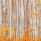 orange autumn Coffee Mug Gallery Image 2