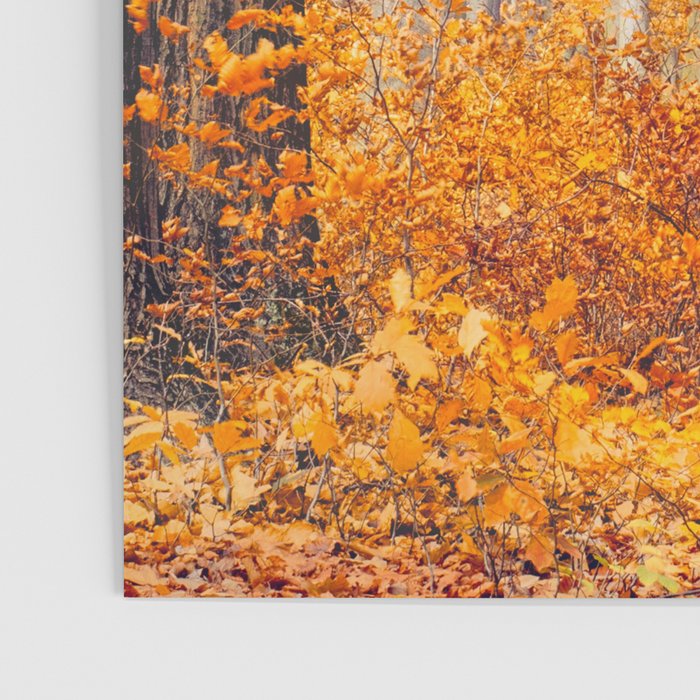 orange autumn Poster Gallery Image 3