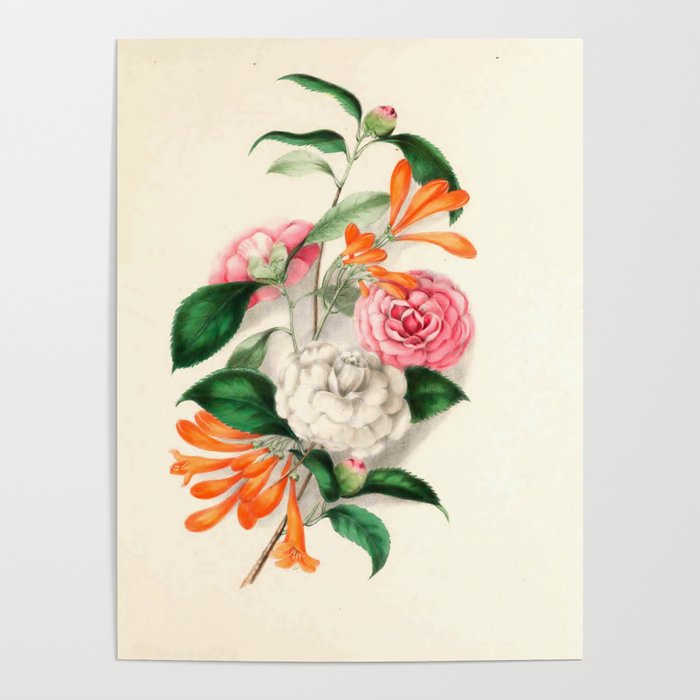 Flowers from "Floral Belles" by Clarissa Munger Badger, 1866 (benefitting The Nature Conservancy) Poster Gallery Image 4