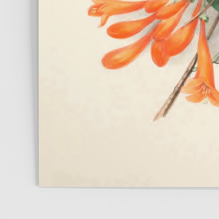 Flowers from "Floral Belles" by Clarissa Munger Badger, 1866 (benefitting The Nature Conservancy) Poster Gallery Image 3