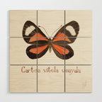Butterfly - Cartea vitula ucayala Wood Wall Art Gallery Image 1