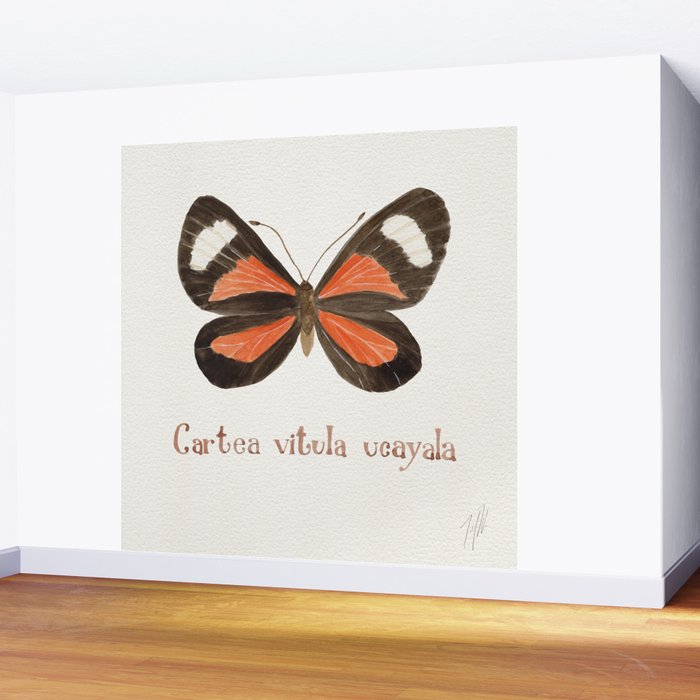 Butterfly - Cartea vitula ucayala Wall Mural Gallery Image 2