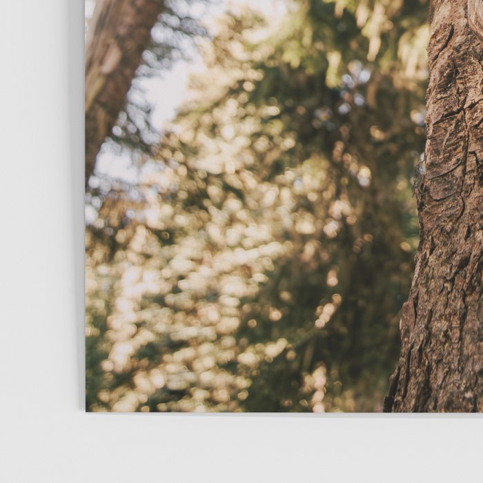 Mt Hood Wilderness Sign Poster Gallery Image 3