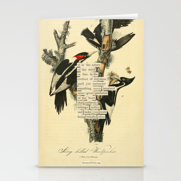 Bird Divinations: Ivory-Billed Woodpecker (about: almanacofbirds.org) Stationery Card Gallery Image 1