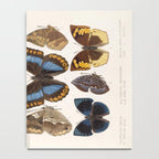 Vintage Scientific Insect Butterfly Moth Biological Hand Drawn Species Art Illustration Notebook Gallery Image 4