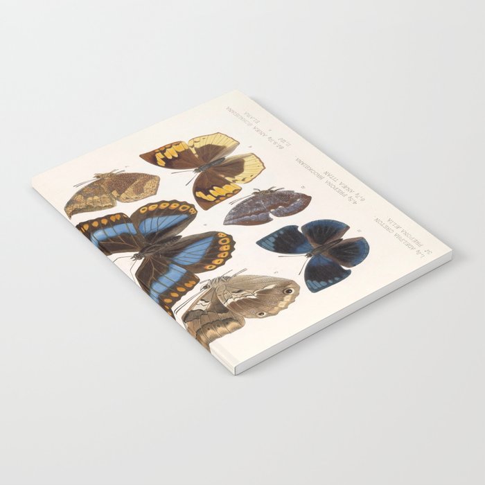 Vintage Scientific Insect Butterfly Moth Biological Hand Drawn Species Art Illustration Notebook Gallery Image 1