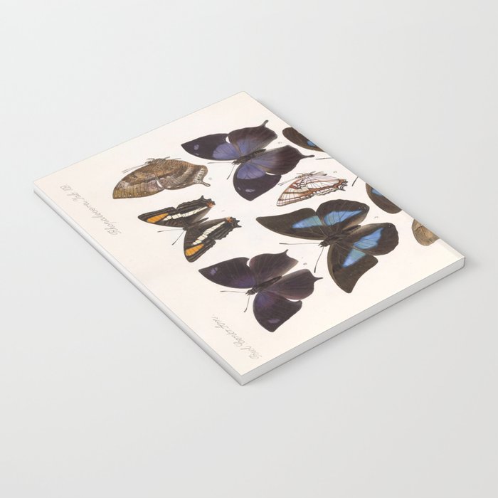 Vintage Scientific Insect Butterfly Moth Biological Hand Drawn Species Art Illustration Notebook Gallery Image 3