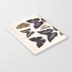 Vintage Scientific Insect Butterfly Moth Biological Hand Drawn Species Art Illustration Notebook Gallery Image 3