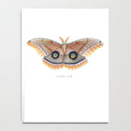Polyphemus Moth Notebook Gallery Image 4