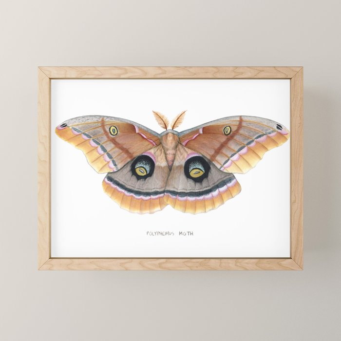 Polyphemus Moth Mini Art Print Gallery Image 1