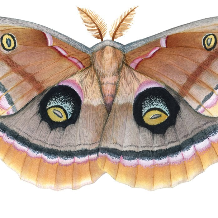 Polyphemus Moth Coffee Mug Gallery Image 2