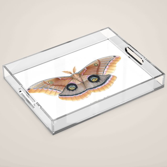 Polyphemus Moth Acrylic Tray Gallery Image 1