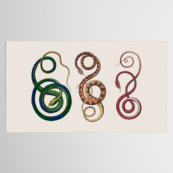 Albertus Seba Three Snakes Illustration  Tablecloth Gallery Image 2