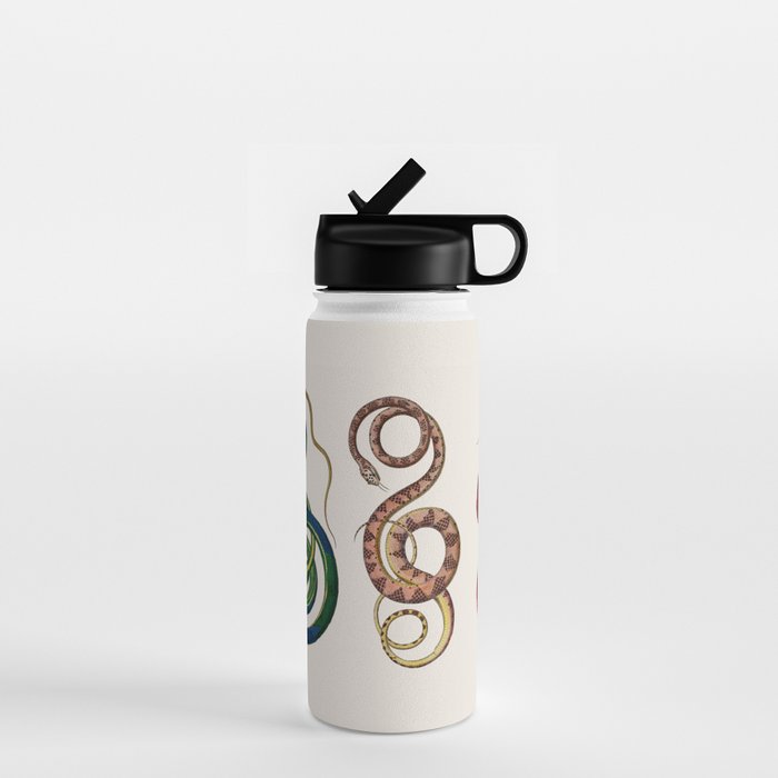 Albertus Seba Three Snakes Illustration  Water Bottle Gallery Image 1