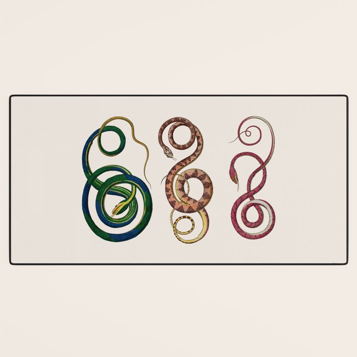 Albertus Seba Three Snakes Illustration  Desk Mat Gallery Image 3
