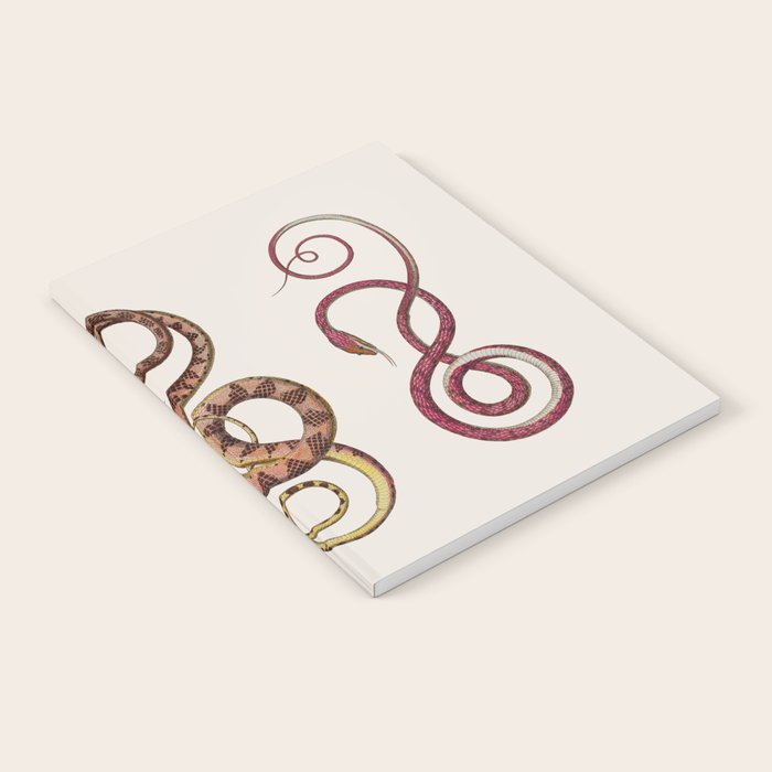 Albertus Seba Three Snakes Illustration  Notebook Gallery Image 2