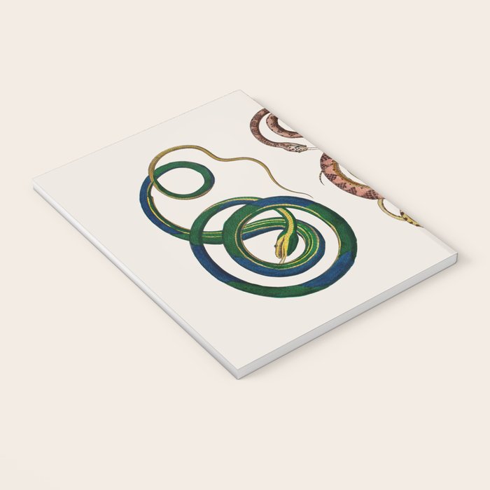Albertus Seba Three Snakes Illustration  Notebook Gallery Image 3