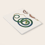 Albertus Seba Three Snakes Illustration  Notebook Gallery Image 3