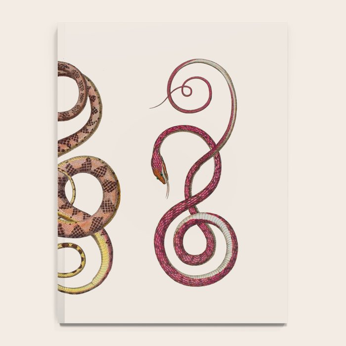 Albertus Seba Three Snakes Illustration  Notebook Gallery Image 4