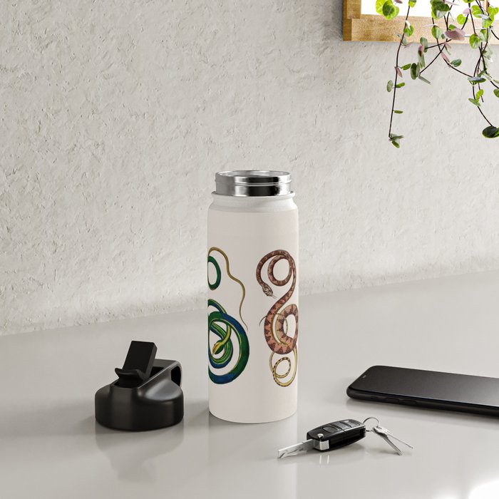 Albertus Seba Three Snakes Illustration  Water Bottle Gallery Image 4