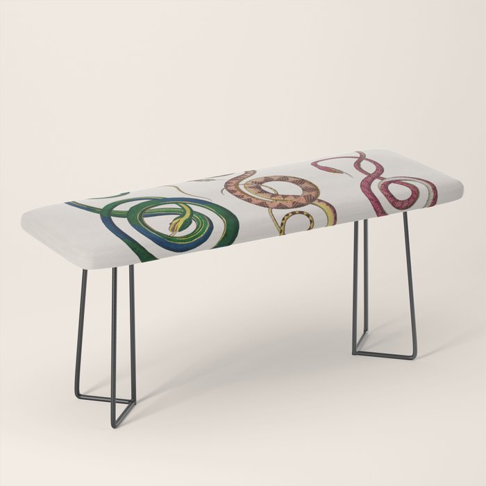 Albertus Seba Three Snakes Illustration  Bench Gallery Image 1
