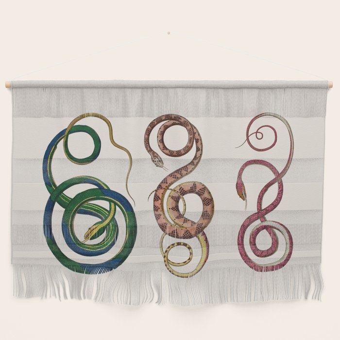 Albertus Seba Three Snakes Illustration  Wall Hanging Gallery Image 1