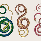 Albertus Seba Three Snakes Illustration  Coffee Mug Gallery Image 2