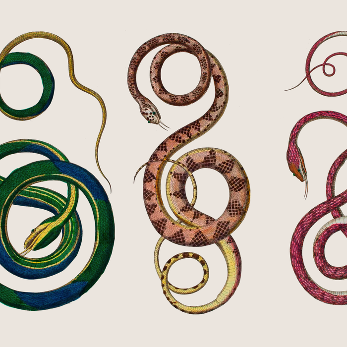 Albertus Seba Three Snakes Illustration  Coffee Mug Gallery Image 2