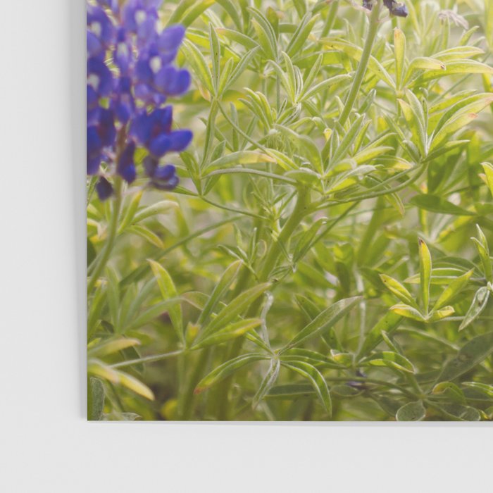 Texas Bluebonnets Poster Gallery Image 3