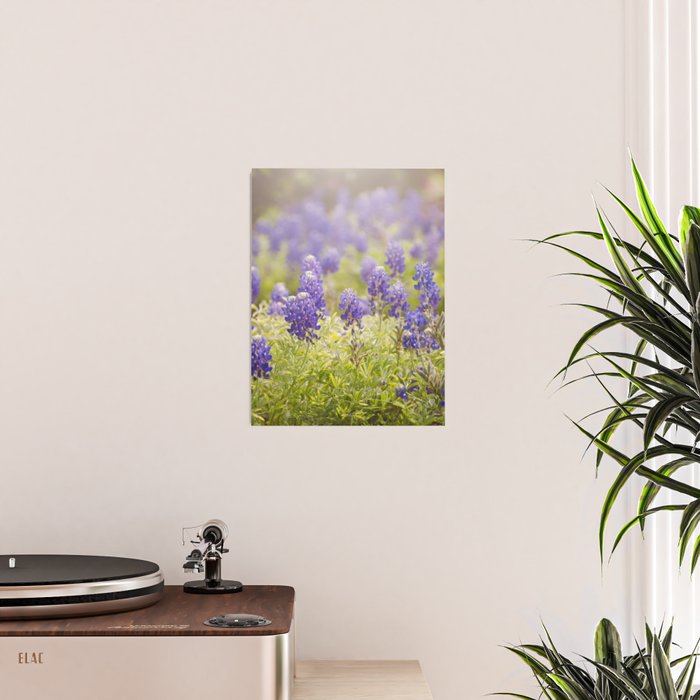 Texas Bluebonnets Poster Gallery Image 2
