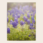 Texas Bluebonnets Poster Gallery Image 4