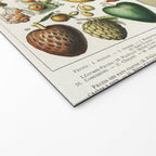 Vintage Scientific Illustration Fruits Botanical Floral Lithograph Encyclopaedia Diagrams  Welcome Mat Gallery Image 2