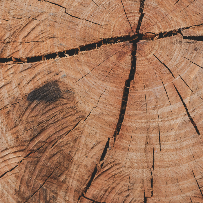 Tree Rings Rustic Cabin Lodge Raw Wood Coffee Mug Gallery Image 2