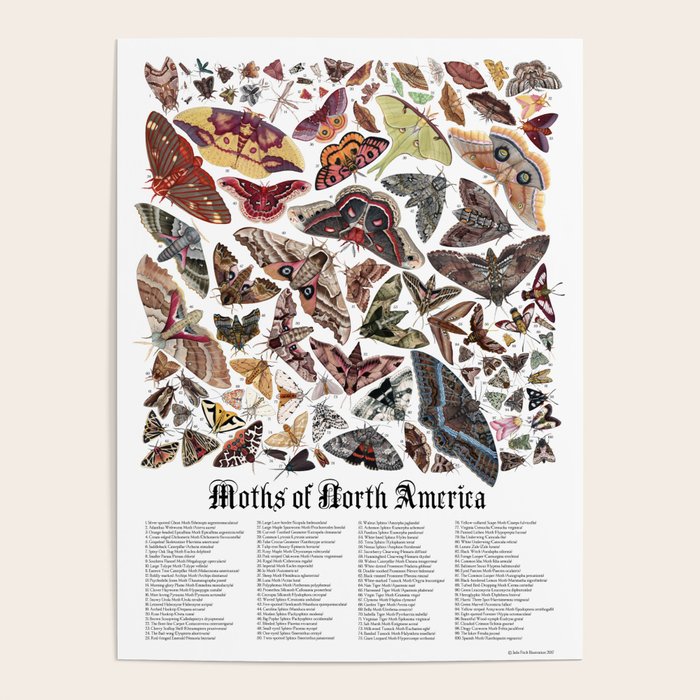 Moths of North America Poster Gallery Image 4