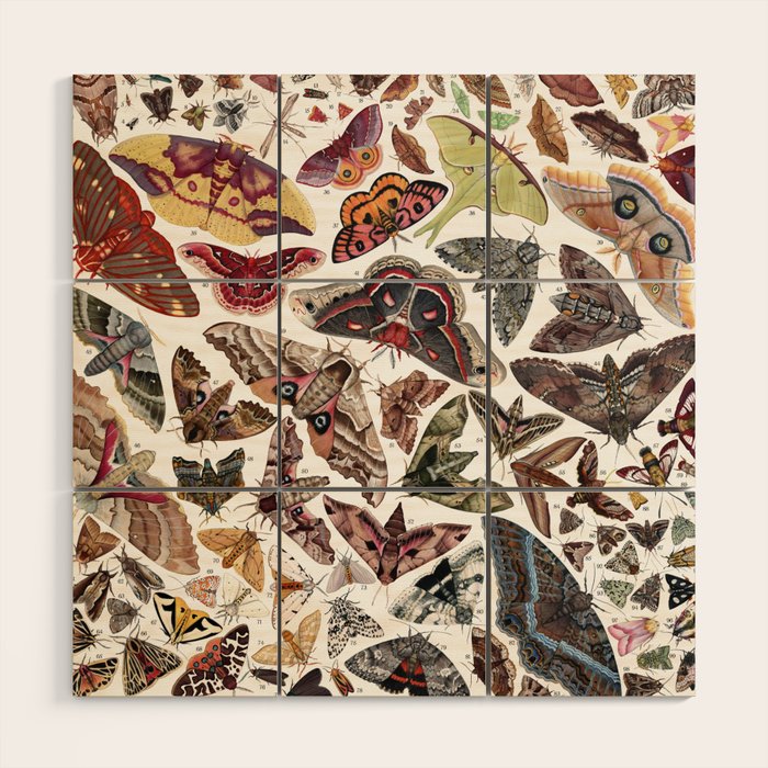 Moths of North America Wood Wall Art Gallery Image 1