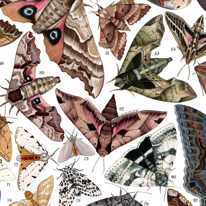 Moths of North America Coffee Mug Gallery Image 2