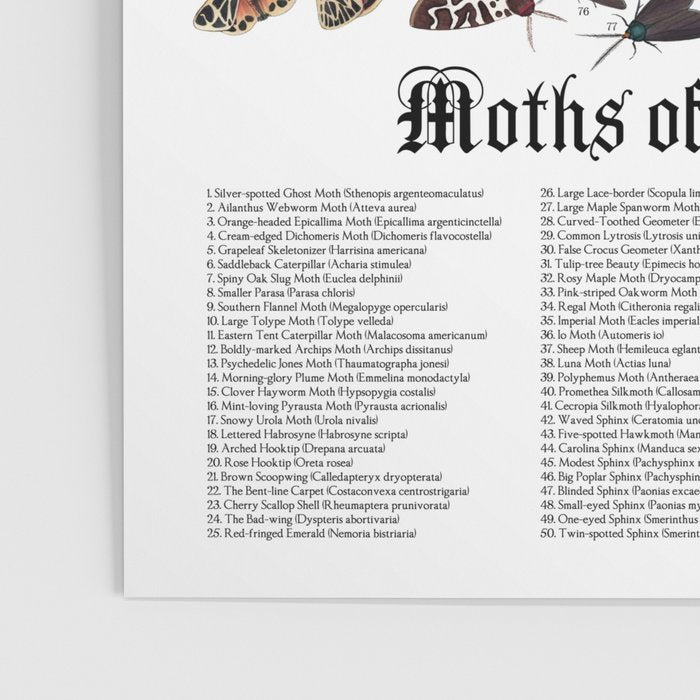 Moths of North America Poster Gallery Image 3