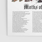 Moths of North America Poster Gallery Image 3
