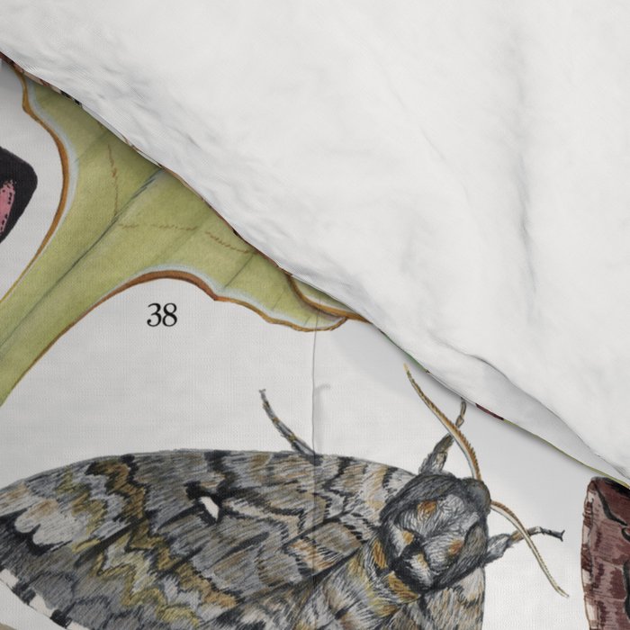 Moths of North America Comforter Gallery Image 4