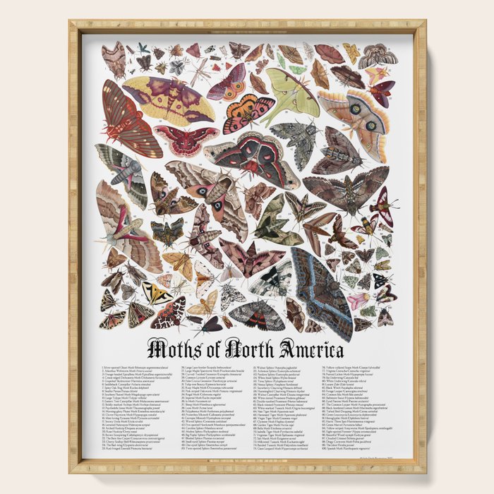 Moths of North America Serving Tray Gallery Image 1