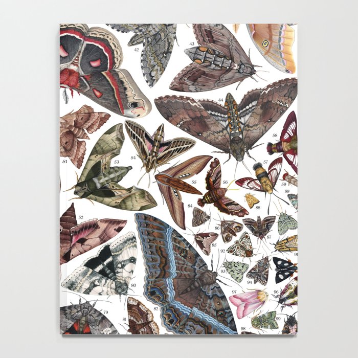 Moths of North America Notebook Gallery Image 4