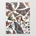 Moths of North America Notebook Gallery Image 4