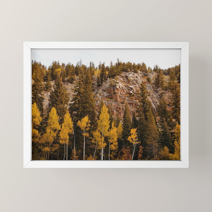 Guanella Pass Aspens Mini Art Print Gallery Image 4