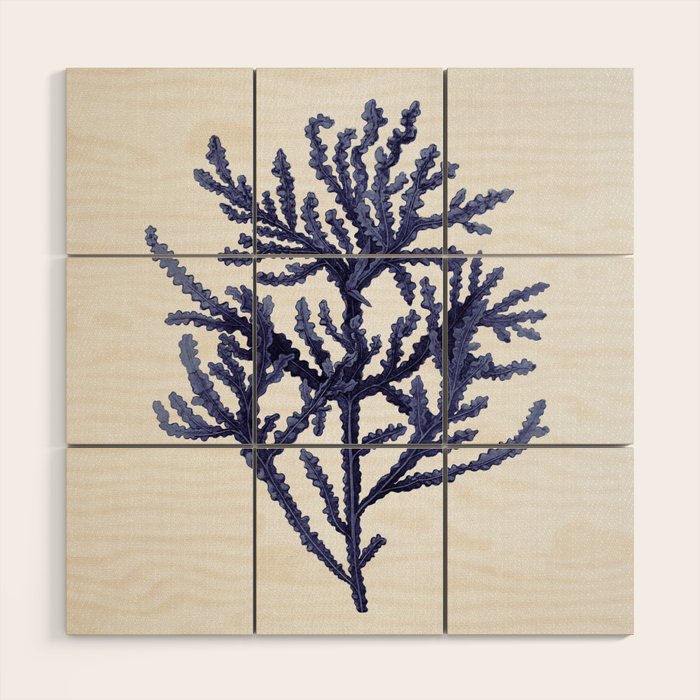 Seaweed 8 Wood Wall Art Gallery Image 1