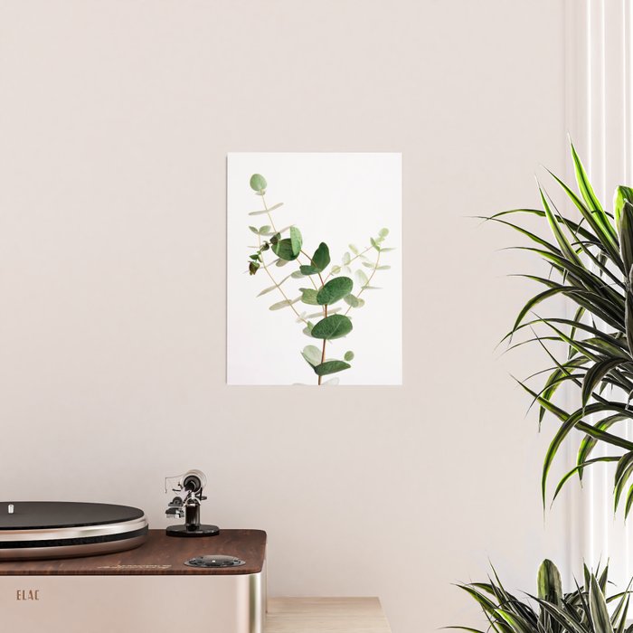 Eucalyptus Poster Gallery Image 2
