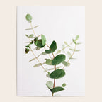 Eucalyptus Poster Gallery Image 4